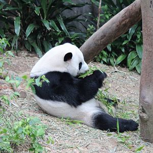 Giant Panda