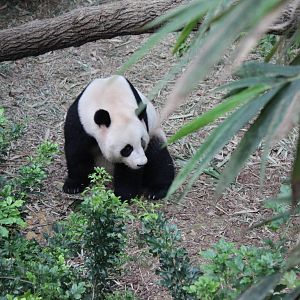 Giant Panda