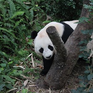 Giant Panda