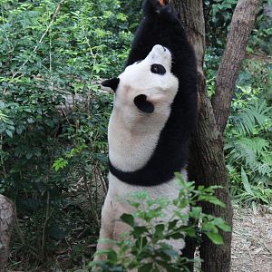 Giant Panda