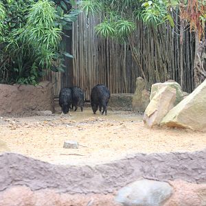 Peccaries-River Boat