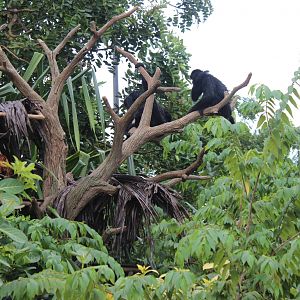 Spider Monkeys-River Boat