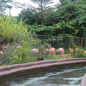Caribbean Flamingos-River Boat