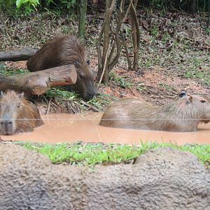 Capybaras-River Boat