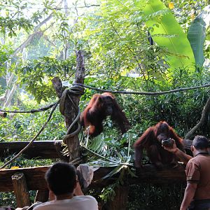 Breakfast with the Orangutans