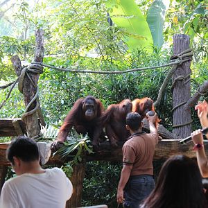 Breakfast with the Orangutans