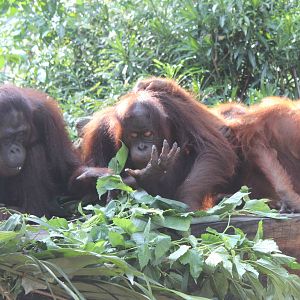 Breakfast with the Orangutans