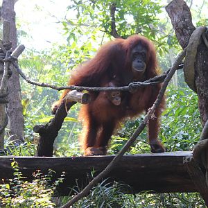 SuperMum-Breakfast with the Orangutans