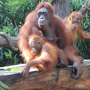 Breakfast with the Orangutans