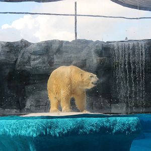 Inuka the Polar Bear