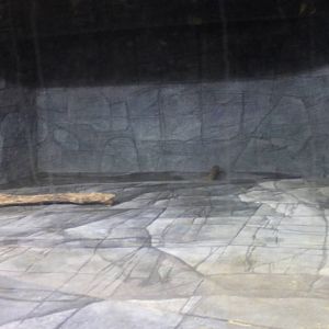 Inside Polar Bear Enclosure