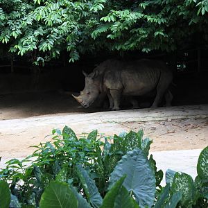 Southern White Rhino