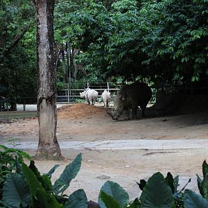 Southern White Rhino