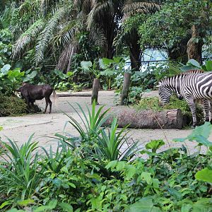 Zebras and Wildebeest
