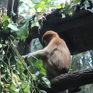 Proboscis Monkey