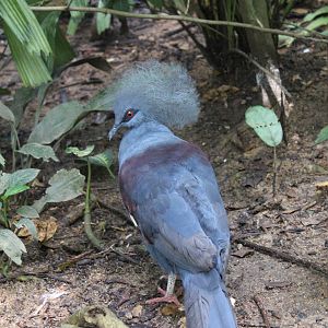 Victoria Crowned Pigeon