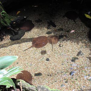 Freshwater Stingray Pond