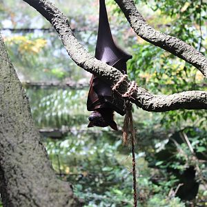 Flying Fox