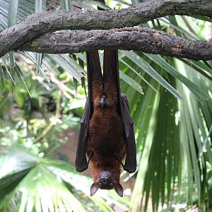 Flying Fox