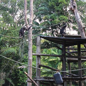 Chimpanzee Enclosure