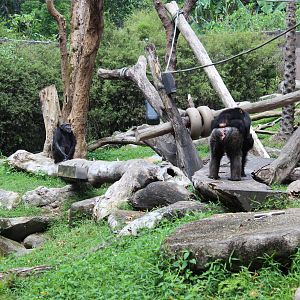 Chimpanzees