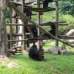 Chimpanzees