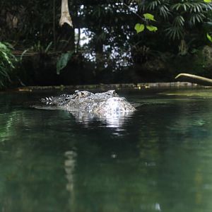 Saltwater Crocodile