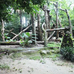 Sun Bear Enclosure