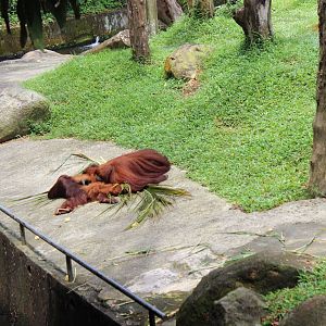 Bornean Orangutans