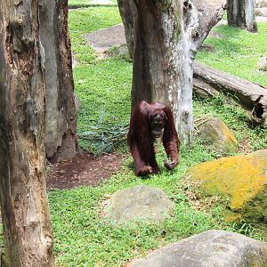 Bornean Orangutan