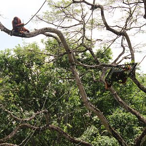 Orangutan's Free Ranging Enclosure