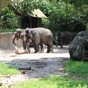 Elephant Enclosure