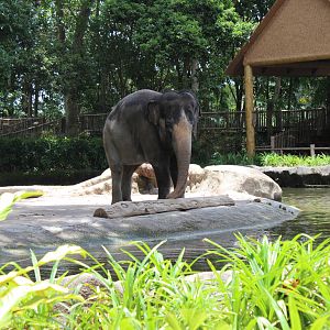 Elephant Enclosure