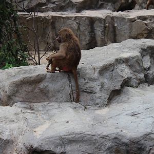 Hamadryas Baboons