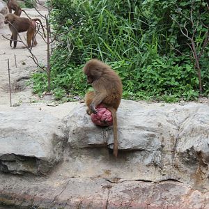 Hamadryas Baboons