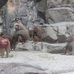Hamadryas Baboons