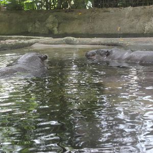 Pygmy Hippos