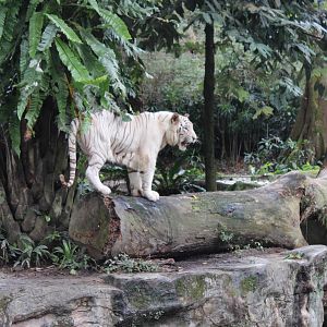 White Tiger