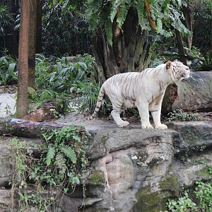 white Tiger