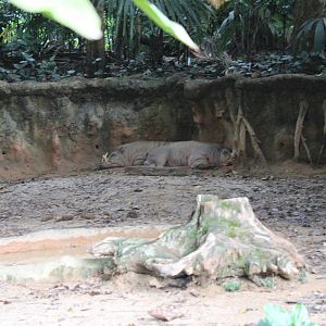 Babirusa Pig