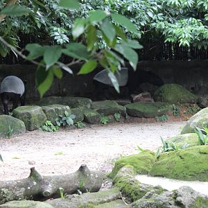 Malayan Tapirs
