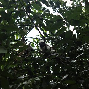 Cottontop Tamarins