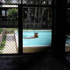 Tiger in Pool