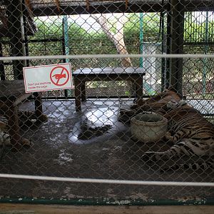 A Small Area for 3 Tigers