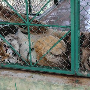 Resting Against the Fence