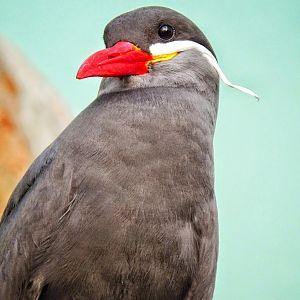 Apr. 2015 - Mahler Family Aviary - Incan Tern