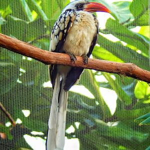 Apr. 2015 - Mahler Family Aviary - Red-billed Hornbill