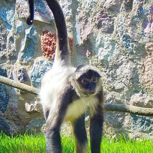 Apr. 2015 - Apes of Africa - Primates of the World - Black-handed Spider Mo