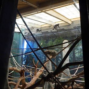 Apr. 2015 - Apes of Africa - Primates of the World - Indoor Bonobo Exhibit
