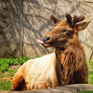 Apr. 2015 - North America - Elk